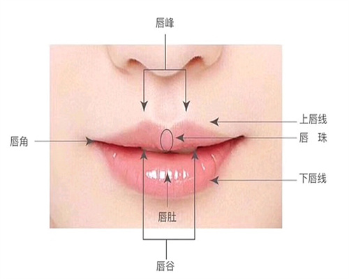 唇部模型图