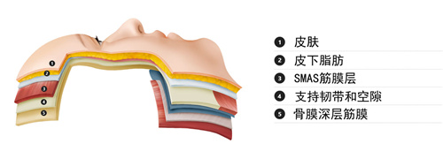 面部皮肤层次