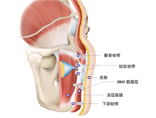 面部皮肤层次解剖图