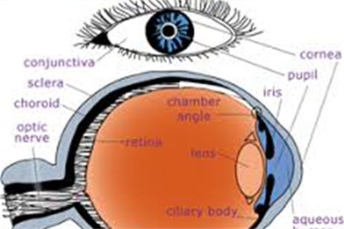 眼部结构