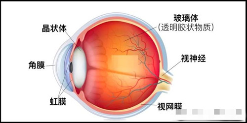 眼球结构图示