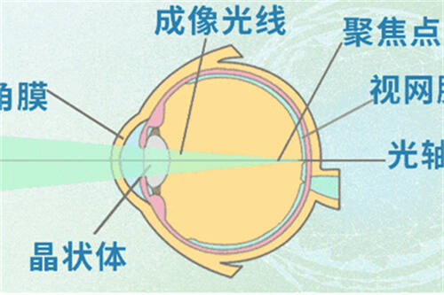 眼部结构图