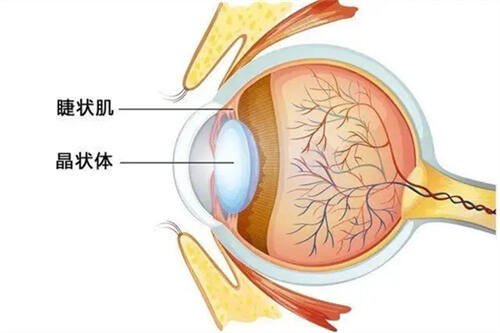 眼部示意图