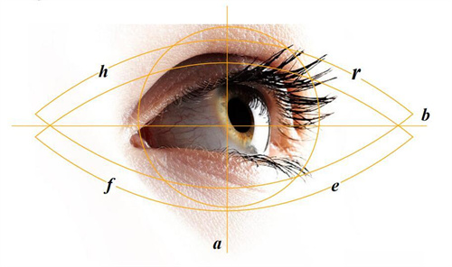 眼睛尺寸示意图