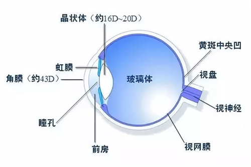 眼底玻璃体示意图