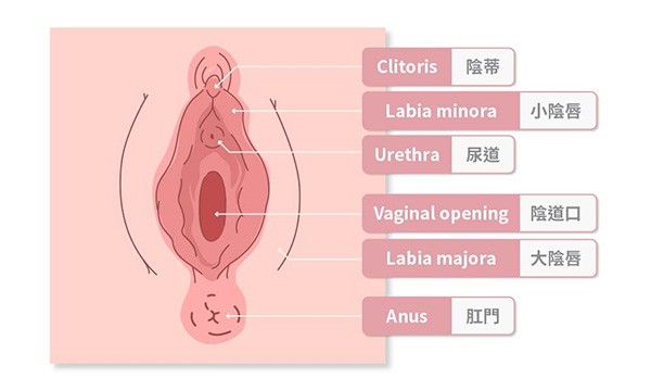 女性私密处介绍图片