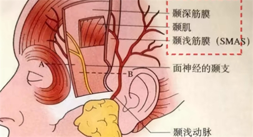 耳部构造示意图